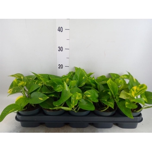 Epipremnum pinn. 'Aureum'