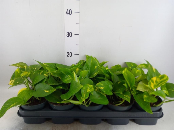 <h4>Epipremnum pinn. 'Aureum'</h4>