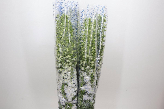 <h4>DELPH EL CENT LAV</h4>