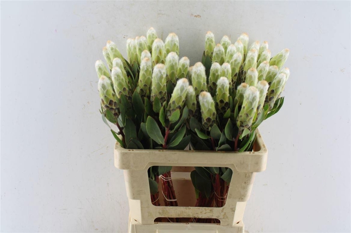 <h4>PROTEA MUNDII</h4>