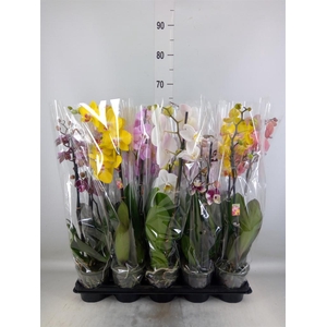 Phalaenopsis   ...mix