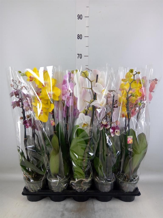 <h4>Phalaenopsis   ...mix</h4>