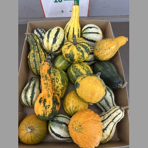 CUCURBITA MAYA MIX