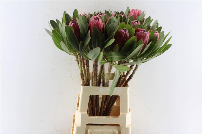 <h4>PROTEA LANCELOT</h4>