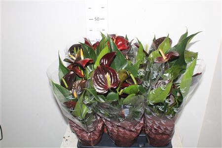<h4>Anthu An Perito Brown 5+</h4>