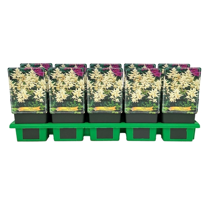 <h4>Astilbe</h4>