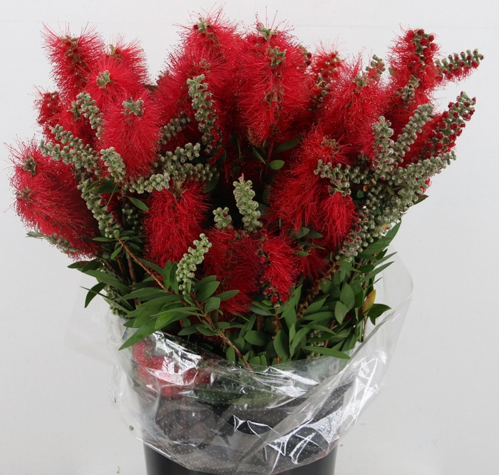 <h4>SNIJBLOEMEN OV BS</h4>