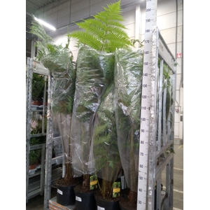 Cyathea cooperi