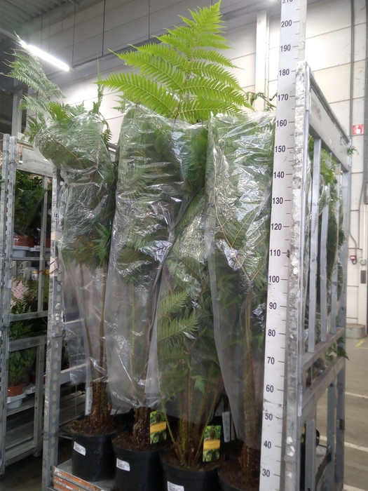 <h4>Cyathea cooperi</h4>