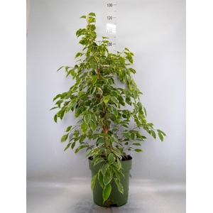 Ficus benja. 'Golden King'