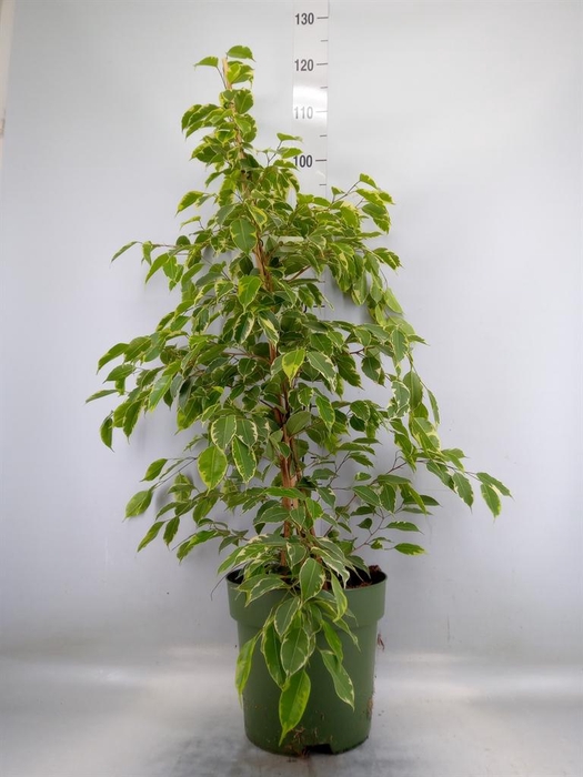 <h4>Ficus benja. 'Golden King'</h4>