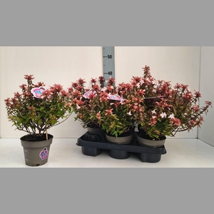 ABEL GRANDIFLORA