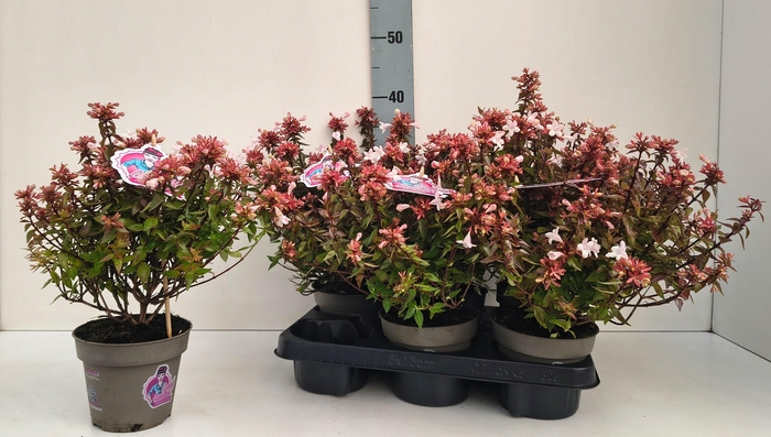 <h4>Abel Grandiflora</h4>
