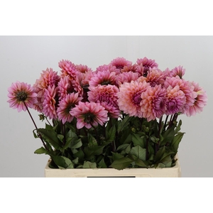 Dahlia Sweet Sanne
