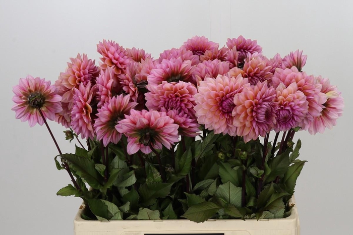 <h4>Dahlia Sweet Sanne</h4>