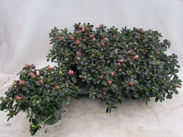 <h4>RHODO SI C MATTELIN</h4>