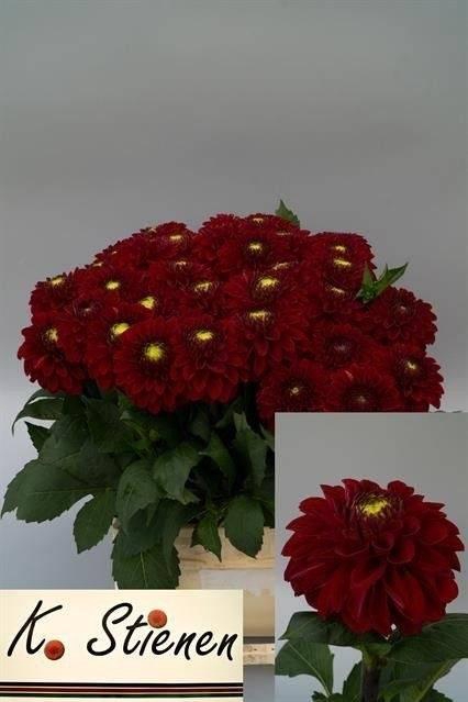 <h4>DAHL RED FOX</h4>