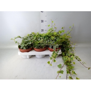 Hedera helix 'White Wonder'