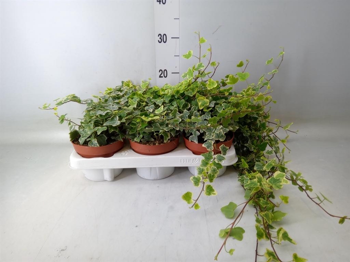 <h4>Hedera helix 'White Wonder'</h4>