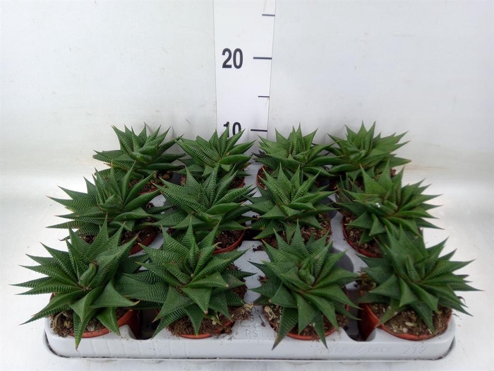 <h4>Haworthia limifolia</h4>