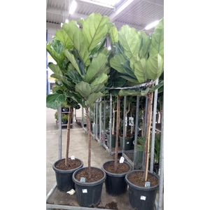 Ficus lyrata