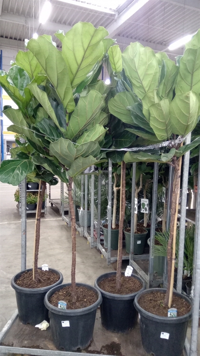 <h4>Ficus lyrata</h4>