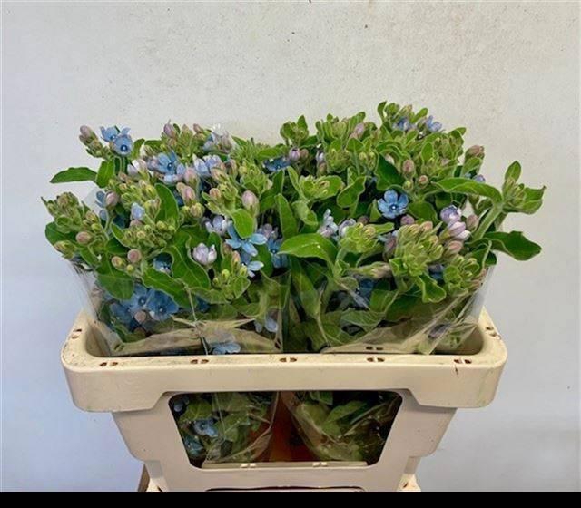 <h4>OXY CO TAN PURE BLU</h4>