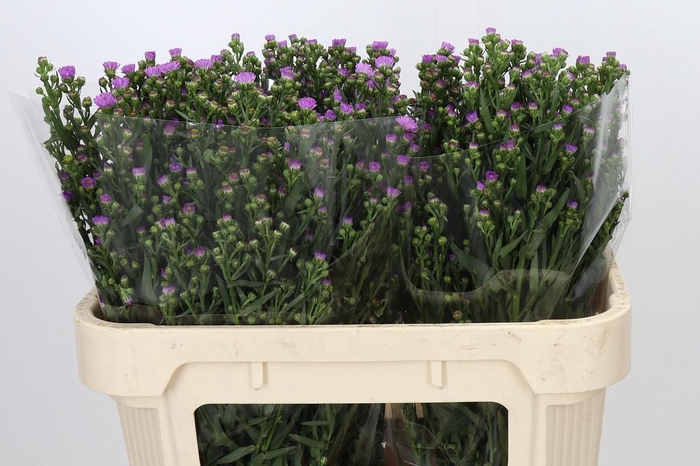 <h4>Aster Painted Lady</h4>