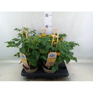 Solanum lycopersicum   ...