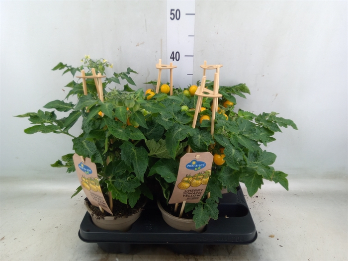 <h4>Solanum lycopersicum   ...</h4>