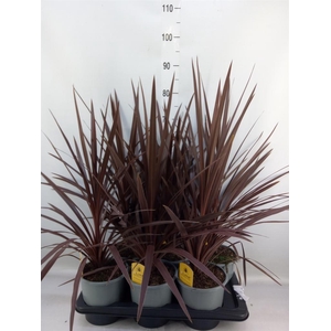 Cordyline austr. 'Red Star'