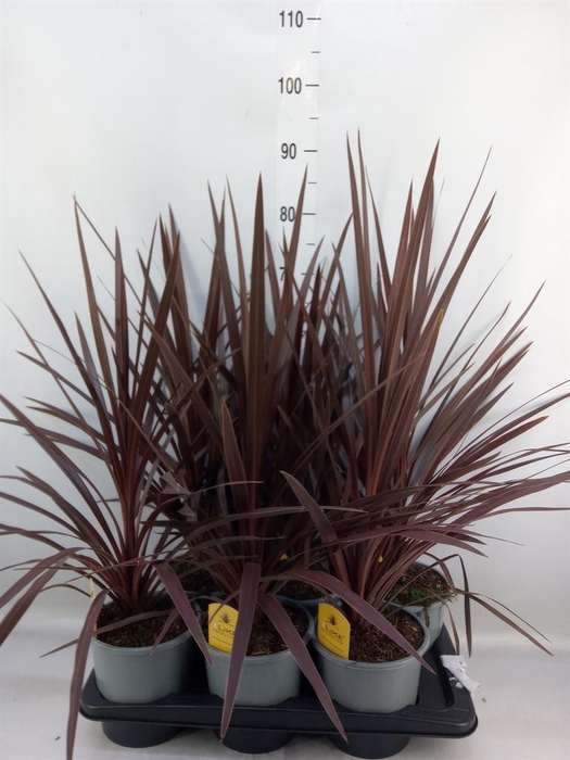 <h4>Cordyline austr. 'Red Star'</h4>