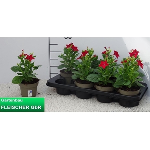 NICOTIANA OV