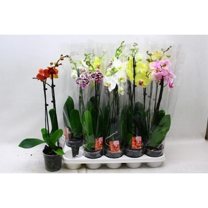 PHAL GEM 7 KL