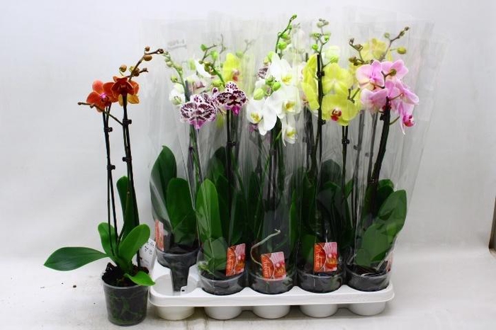 <h4>PHAL GEM 7 KL</h4>