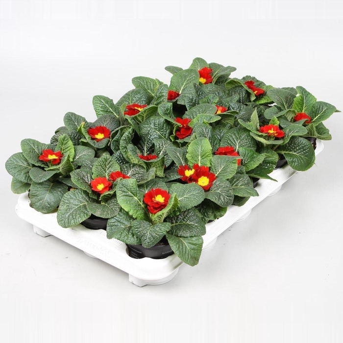 <h4>Primula Ac Op Kleur Rood</h4>