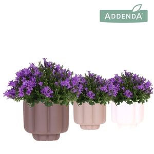 Campanula Addenda Ambella Intense purple in Retro pot sand mix