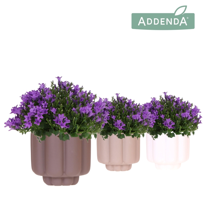 <h4>Campanula Addenda Ambella Intense purple in Retro pot sand mix</h4>