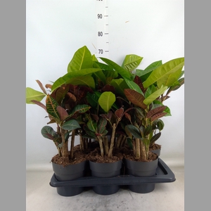 Codiaeum var. GR 'Petra'