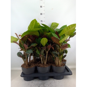Codiaeum var. GR 'Petra'