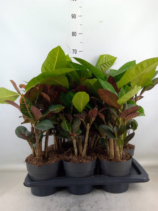 <h4>Codiaeum var. GR 'Petra'</h4>
