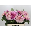 Dahlia Café au Lait