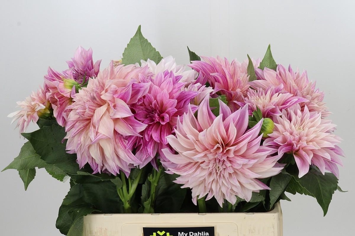 Dahlia Café au Lait