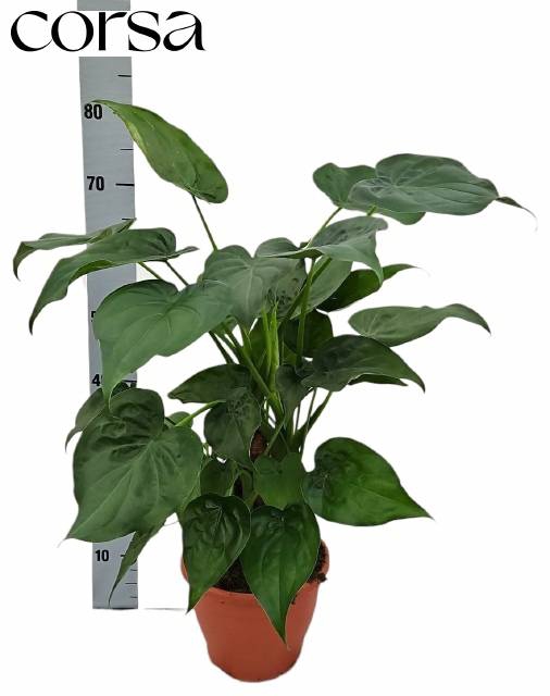 <h4>ALOC CUCULLATA</h4>