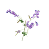 Lathyrus Purple