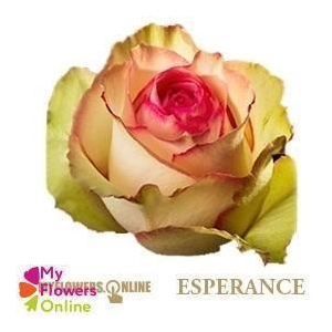 R Gr Esperance Bicolor 50cm EC