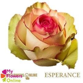 <h4>R Gr Esperance Bicolor 50cm EC</h4>