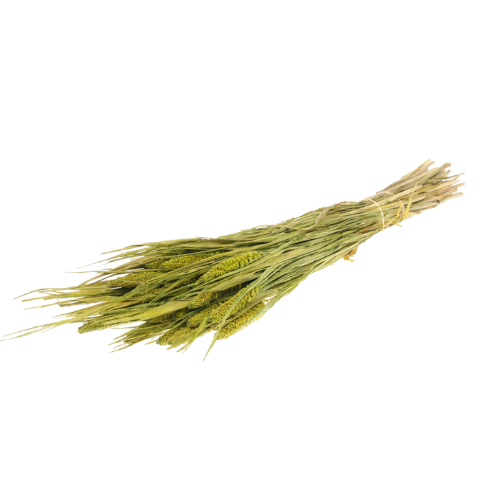 <h4>Setarea Italica Green</h4>