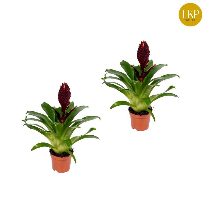 <h4>Vriesea Cathy P paars</h4>