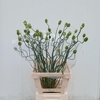 Allium Green Berry